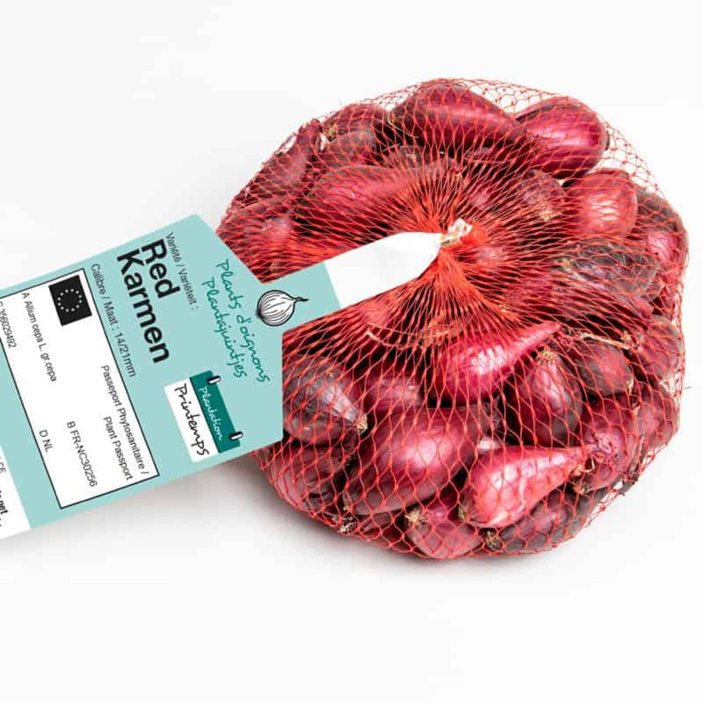  Red Karmen (rouge) Bulbes D'oignons A Repiquer 500gr
