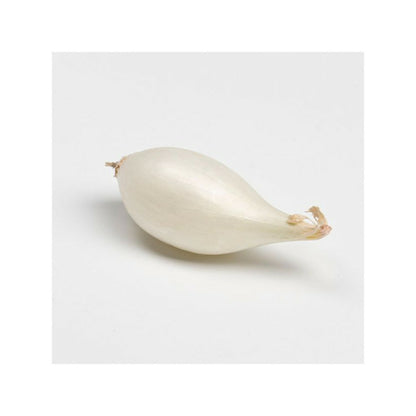  Snowball (blanc) Bulbes D'oignons A Repiquer 500gr