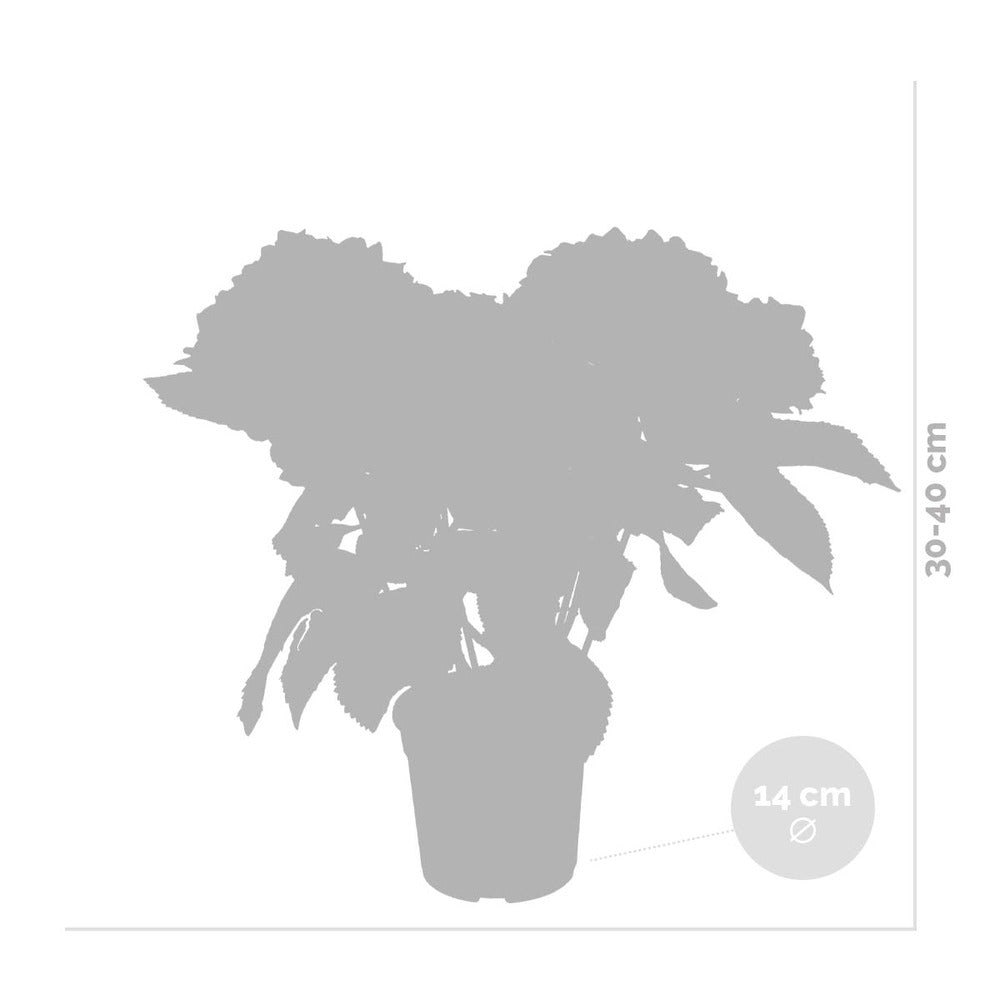  3x Hydrangea Macrophylla Mix – Hortensia – Arbuste - Rustique – ⌀14 Cm - ↕30-40 Cm