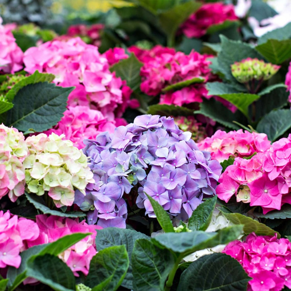  3x Hydrangea Macrophylla Mix – Hortensia – Arbuste - Rustique – ⌀14 Cm - ↕30-40 Cm