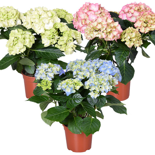  3x Hydrangea Macrophylla Mix – Hortensia – Arbuste - Rustique – ⌀14 Cm - ↕30-40 Cm