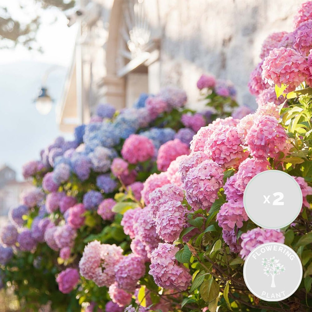  3x Hydrangea Macrophylla Mix – Hortensia – Arbuste - Rustique – ⌀14 Cm - ↕30-40 Cm