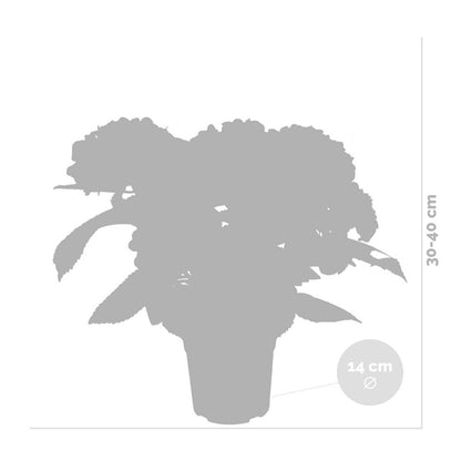  Hydrangea Macrophylla 'early Blue'– Hortensia – Arbuste - Rustique – ⌀14 Cm - ↕30-40 Cm