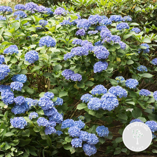  Hydrangea Macrophylla 'early Blue'– Hortensia – Arbuste - Rustique – ⌀14 Cm - ↕30-40 Cm