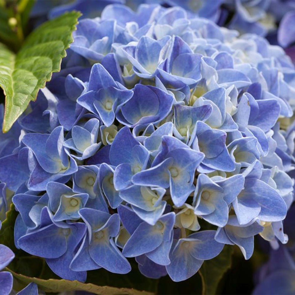  Hydrangea Macrophylla 'early Blue'– Hortensia – Arbuste - Rustique – ⌀14 Cm - ↕30-40 Cm