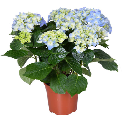  Hydrangea Macrophylla 'early Blue'– Hortensia – Arbuste - Rustique – ⌀14 Cm - ↕30-40 Cm