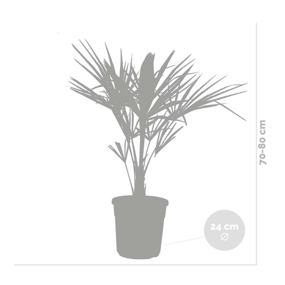  Trachycarpus Fortunei - Palmier Chinois - Palmier - Rustique – ⌀24 Cm - ↕70-80 Cm