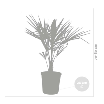  Trachycarpus Fortunei - Palmier Chinois - Palmier - Rustique – ⌀24 Cm - ↕70-80 Cm