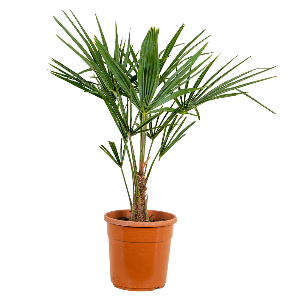  Trachycarpus Fortunei - Palmier Chinois - Palmier - Rustique – ⌀24 Cm - ↕70-80 Cm