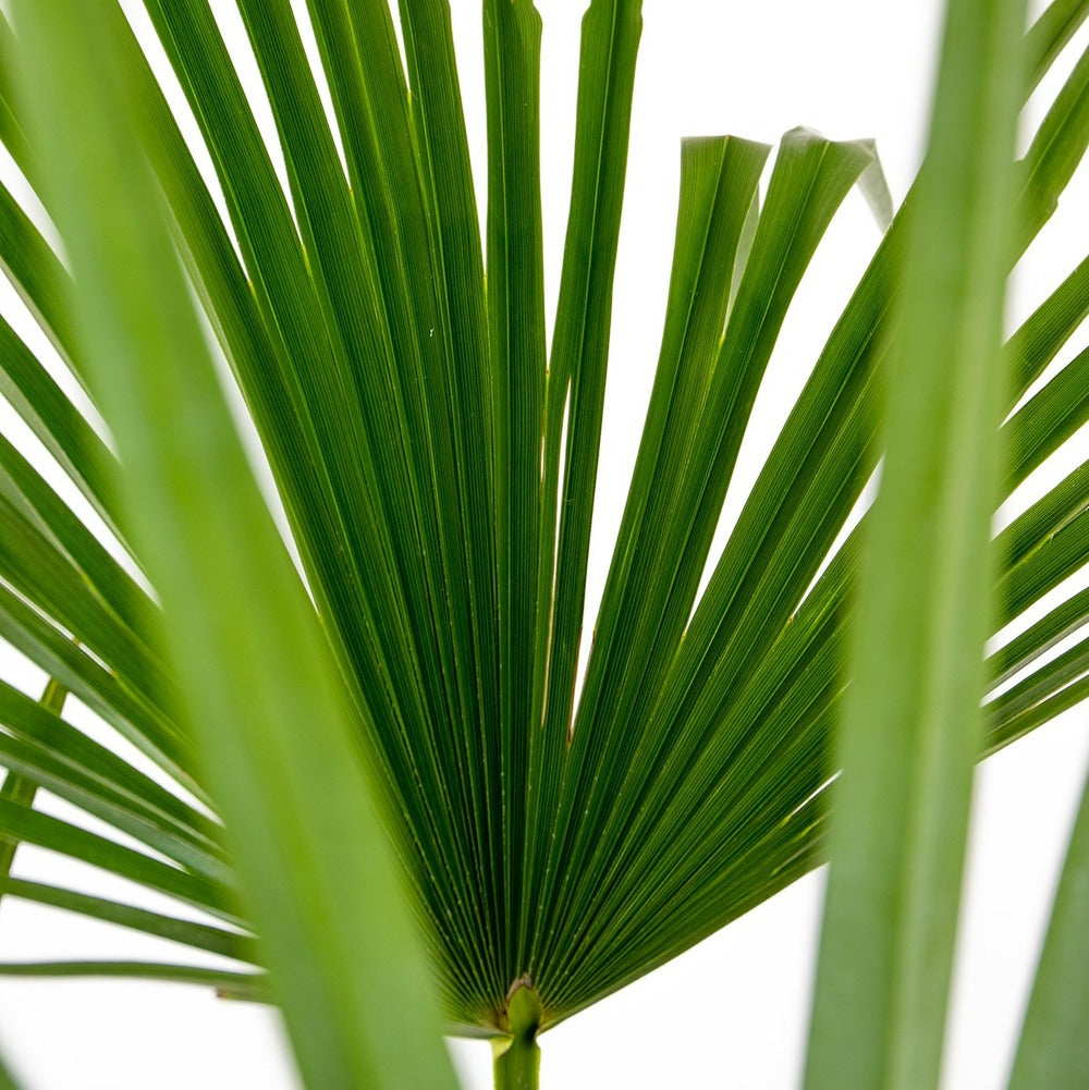  Trachycarpus Fortunei - Palmier Chinois - Palmier - Rustique – ⌀24 Cm - ↕70-80 Cm