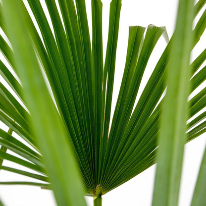  Trachycarpus Fortunei - Palmier Chinois - Palmier - Rustique – ⌀24 Cm - ↕70-80 Cm