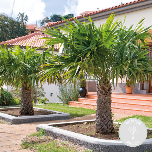  Trachycarpus Fortunei - Palmier Chinois - Palmier - Rustique – ⌀24 Cm - ↕70-80 Cm