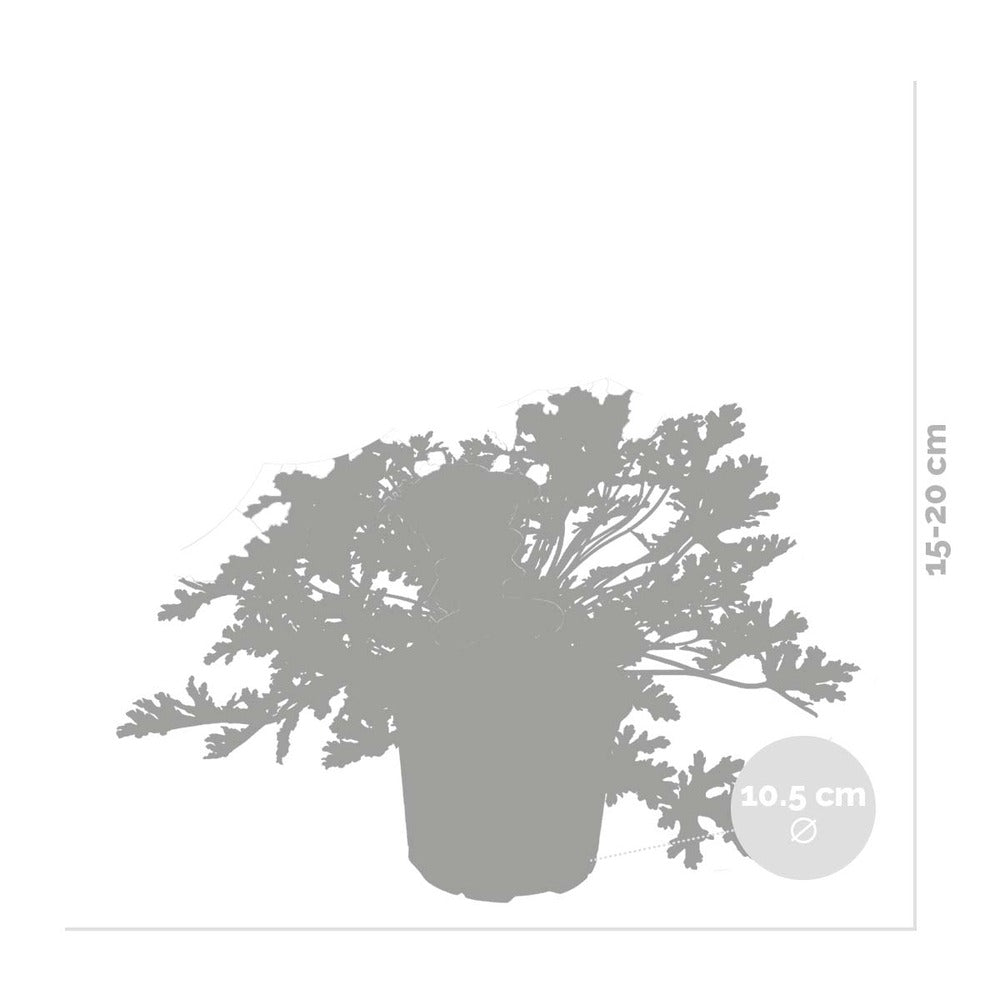  3x Pelargonium Graveolens – Géranium Citronné – Anti-moustique - Parfumé – ⌀10.5 Cm - ↕15-20 Cm