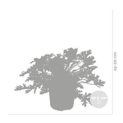  3x Pelargonium Graveolens – Géranium Citronné – Anti-moustique - Parfumé – ⌀10.5 Cm - ↕15-20 Cm