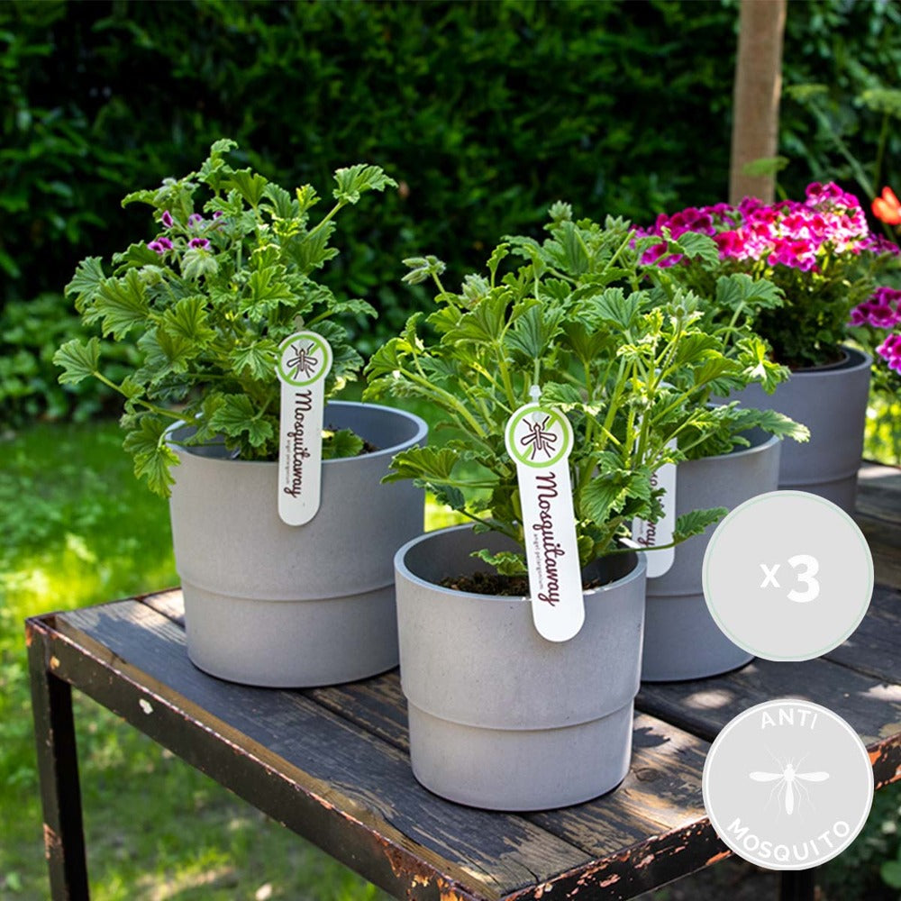  3x Pelargonium Graveolens – Géranium Citronné – Anti-moustique - Parfumé – ⌀10.5 Cm - ↕15-20 Cm