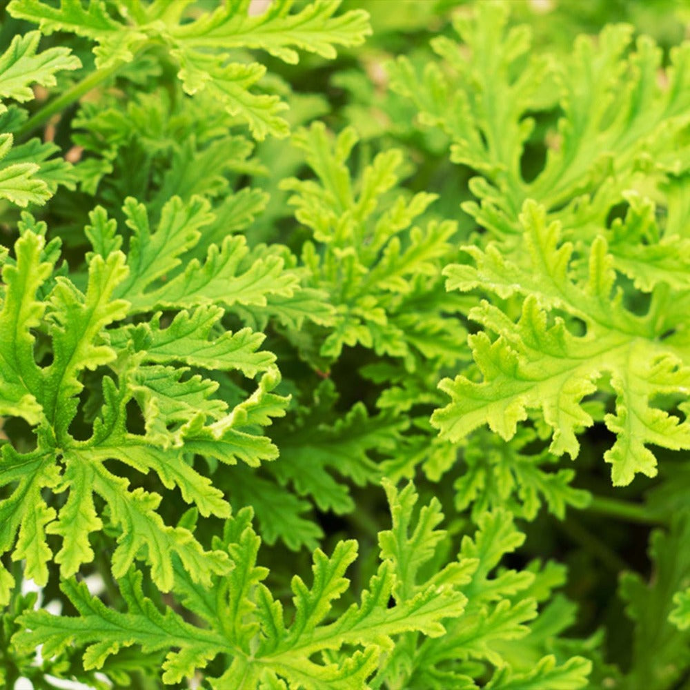  3x Pelargonium Graveolens – Géranium Citronné – Anti-moustique - Parfumé – ⌀10.5 Cm - ↕15-20 Cm