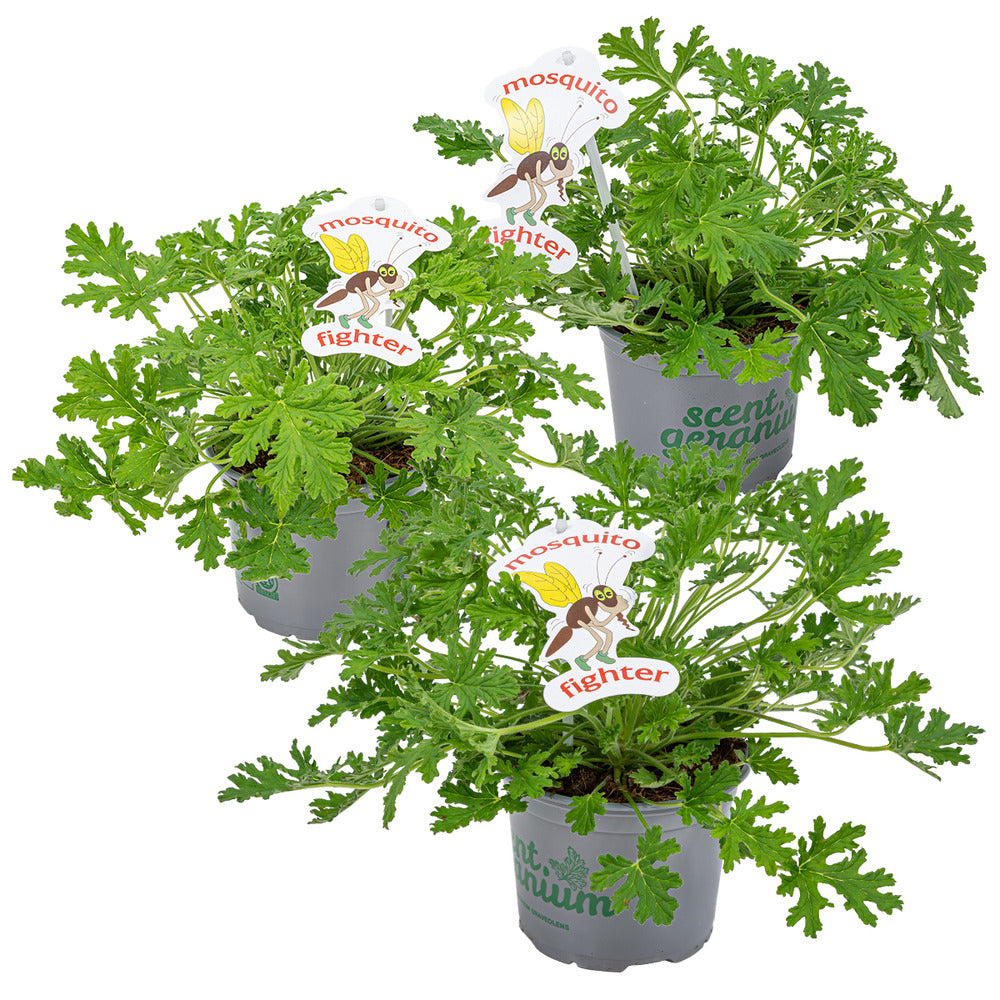  3x Pelargonium Graveolens – Géranium Citronné – Anti-moustique - Parfumé – ⌀10.5 Cm - ↕15-20 Cm