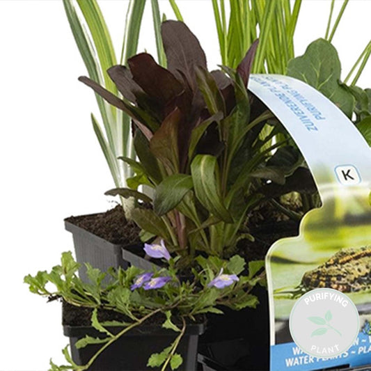 6x Mélange De Plantes De Bassin Purifiantes – Zone 2 & 3 – Faible Entretien - ⌀9 Cm - ↕05-20 Cm