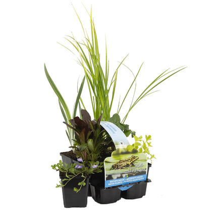  6x Mélange De Plantes De Bassin Purifiantes – Zone 2 & 3 – Faible Entretien - ⌀9 Cm - ↕05-20 Cm