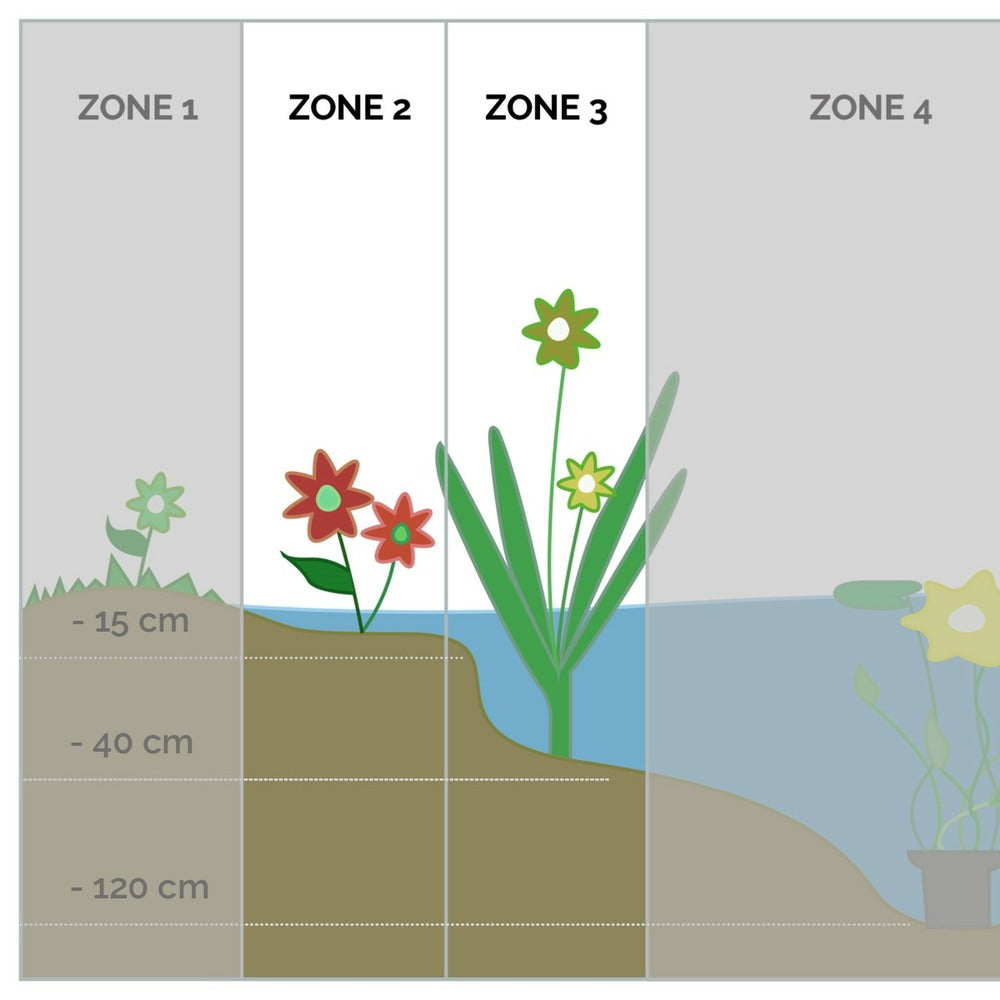  6x Mélange De Plantes De Bassin Riches En Oxygène - Zone 2 & 3 - ⌀9 Cm - ↕15-25 Cm