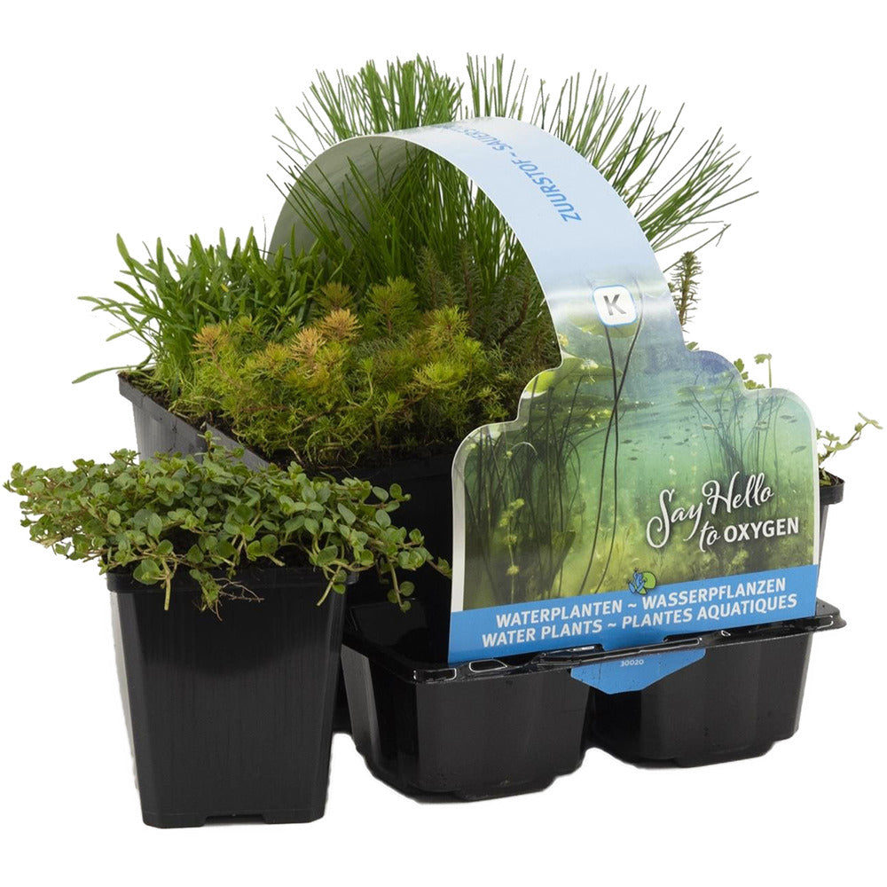  6x Mélange De Plantes De Bassin Riches En Oxygène - Zone 2 & 3 - ⌀9 Cm - ↕15-25 Cm