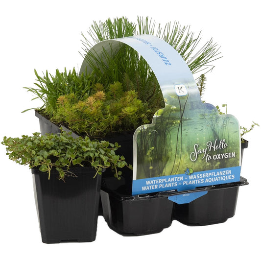  6x Mélange De Plantes De Bassin Riches En Oxygène - Zone 2 & 3 - ⌀9 Cm - ↕15-25 Cm