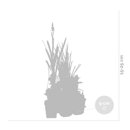  6x Mélange De Plantes Parfumées Pour Bassin – Zone 2 & 3 – Faible Entretien - ⌀9 Cm - ↕15-25 Cm