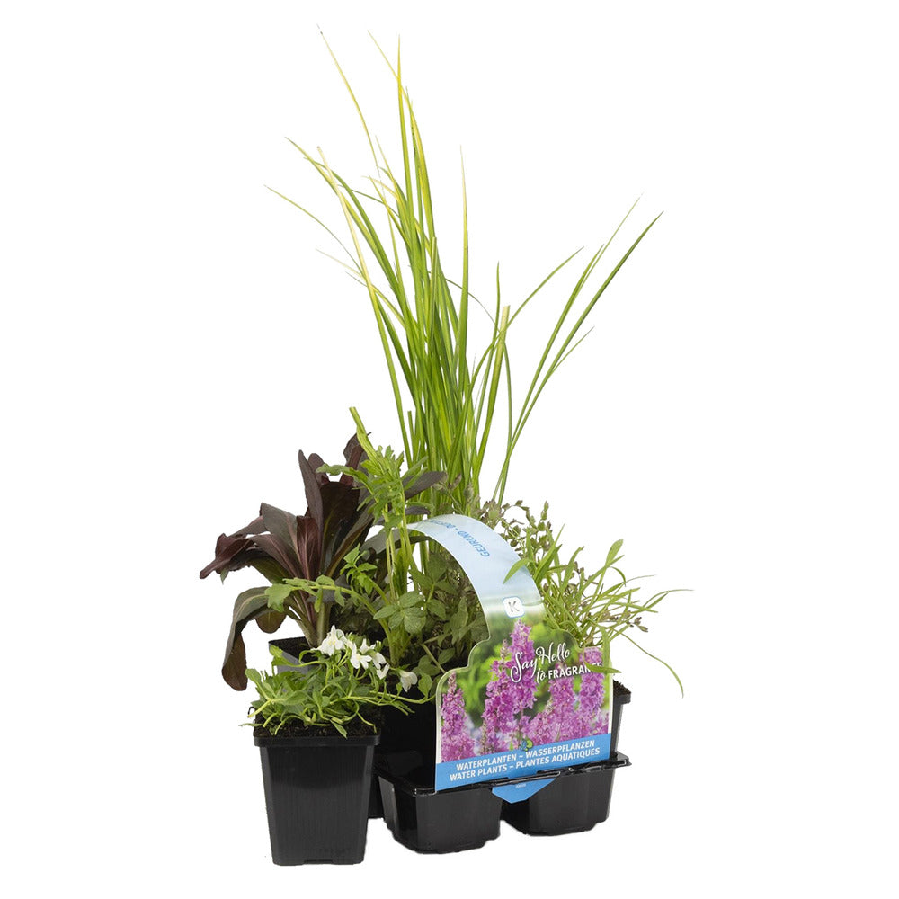  6x Mélange De Plantes Parfumées Pour Bassin – Zone 2 & 3 – Faible Entretien - ⌀9 Cm - ↕15-25 Cm