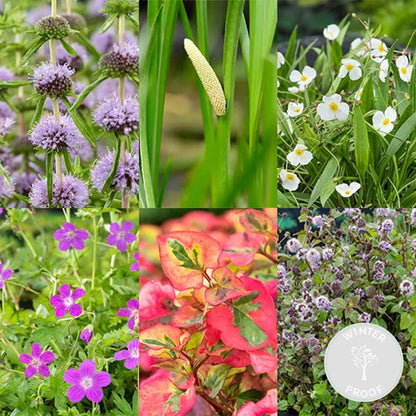  6x Mélange De Plantes Parfumées Pour Bassin – Zone 2 & 3 – Faible Entretien - ⌀9 Cm - ↕15-25 Cm
