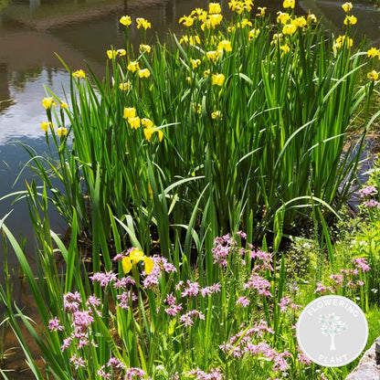  6x Mélange De Plantes Fleuries Pour Bassin - Zone 2 & 3 - Entretien Facile - ⌀9 Cm - ↕05-20 Cm