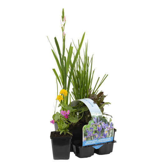  6x Mélange De Plantes Fleuries Pour Bassin - Zone 2 & 3 - Entretien Facile - ⌀9 Cm - ↕05-20 Cm
