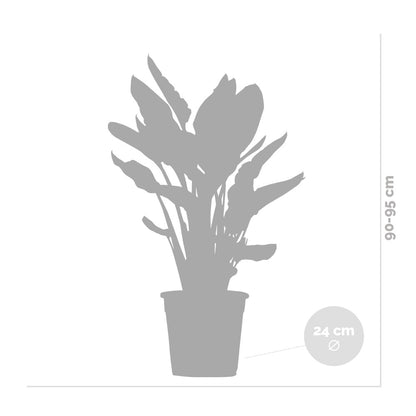  Strelitzia Reginae - Oiseau De Paradis - Fleur De Paradis - Hauteur 80-100 Cm - Pot 24 Cm