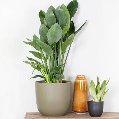  Strelitzia Reginae - Oiseau De Paradis - Fleur De Paradis - Hauteur 80-100 Cm - Pot 24 Cm