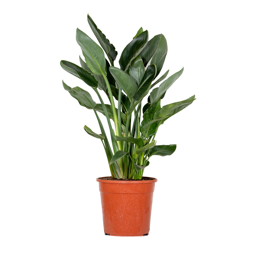 Strelitzia Reginae - Oiseau De Paradis - Fleur De Paradis - Hauteur 80-100 Cm - Pot 24 Cm