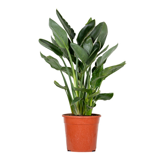  Strelitzia Reginae - Oiseau De Paradis - Fleur De Paradis - Hauteur 80-100 Cm - Pot 24 Cm