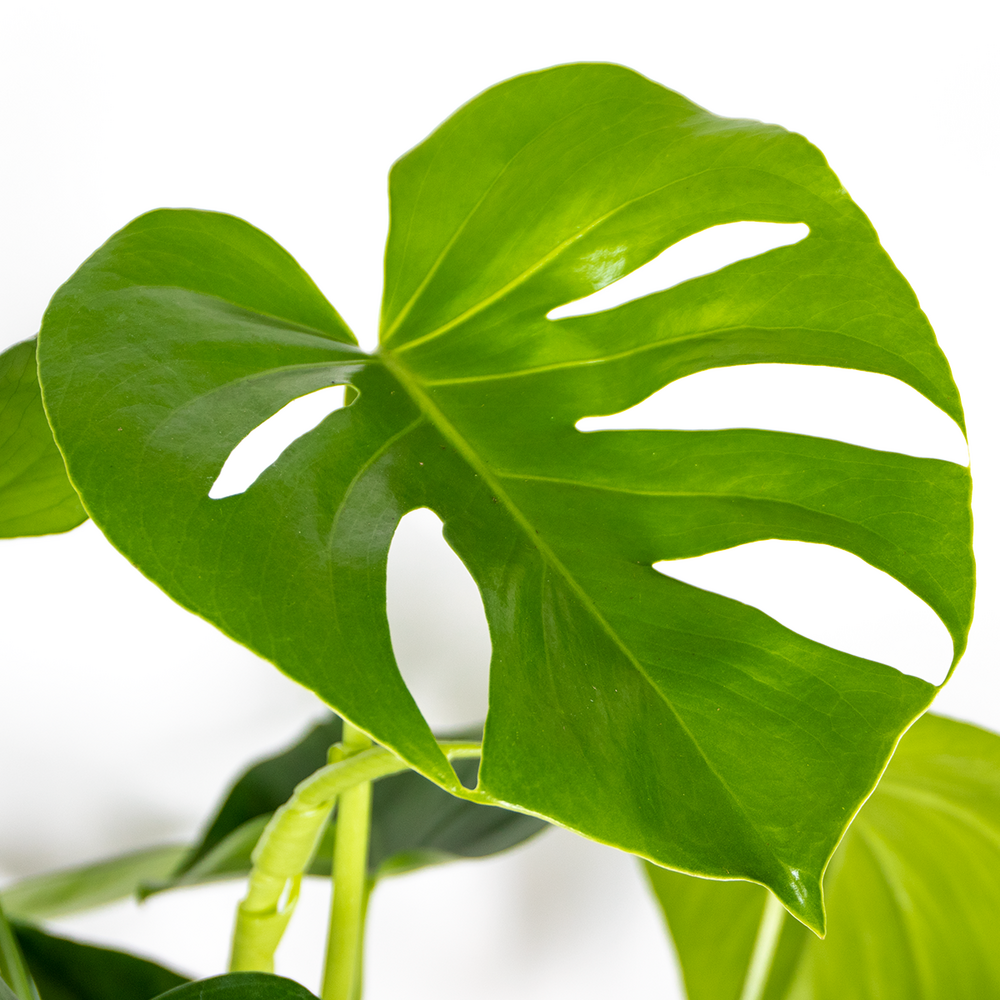  Monstera Deliciosa - Plante Trouée - Plante D'intérieur - Purificateur D'air – ⌀21 Cm - ↕70-80 Cm