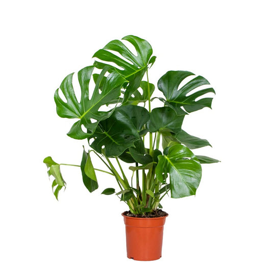  Monstera Deliciosa - Plante Trouée - Plante D'intérieur - Purificateur D'air – ⌀21 Cm - ↕70-80 Cm