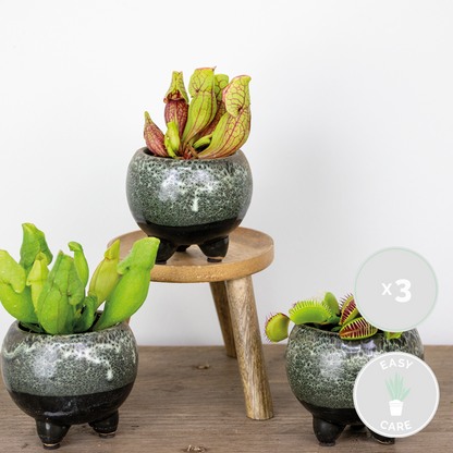  3x Mélange De Plantes Carnivores – Plante Des Marais – Entretien Facile⌀6 Cm ⌀05-10 Cm