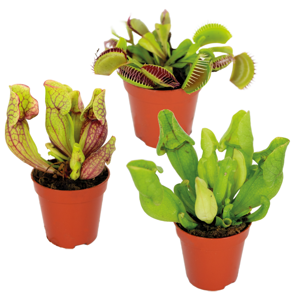  3x Mélange De Plantes Carnivores – Plante Des Marais – Entretien Facile⌀6 Cm ⌀05-10 Cm