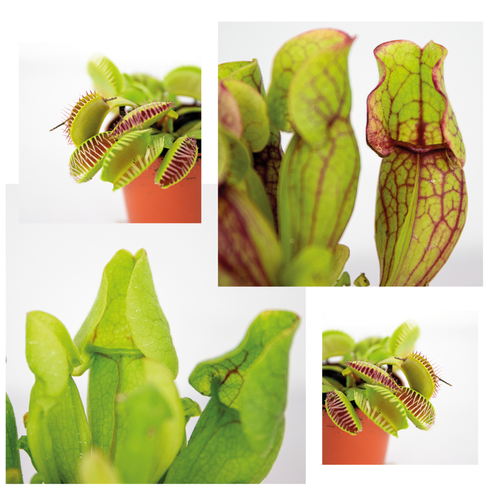  3x Mélange De Plantes Carnivores – Plante Des Marais – Entretien Facile⌀6 Cm ⌀05-10 Cm