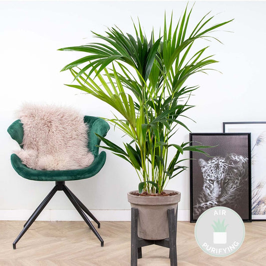  Howea Forsteriana - Palmier Kentia - Plante D'intérieur - Purificateur D'air – ⌀19 Cm - ↕90-100 Cm