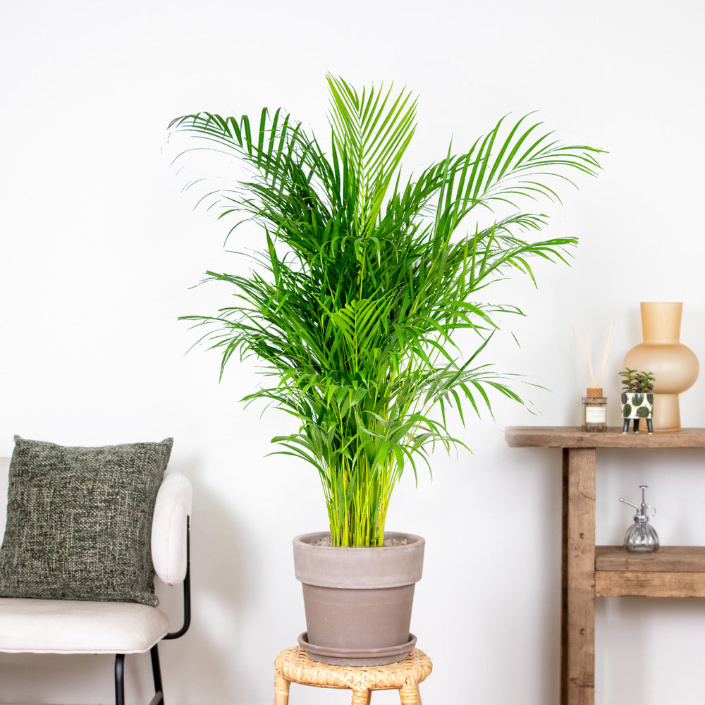  Dypsis Lutescens - Palmier Dorés - Plante D'intérieur - Entretien Facile – ⌀24 Cm - ↕120-130 Cm