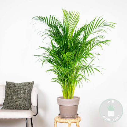  Dypsis Lutescens - Palmier Dorés - Plante D'intérieur - Entretien Facile – ⌀24 Cm - ↕120-130 Cm