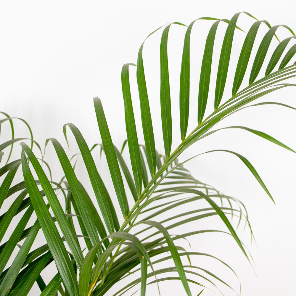  Dypsis Lutescens - Palmier Dorés - Plante D'intérieur - Entretien Facile – ⌀24 Cm - ↕140-150 Cm