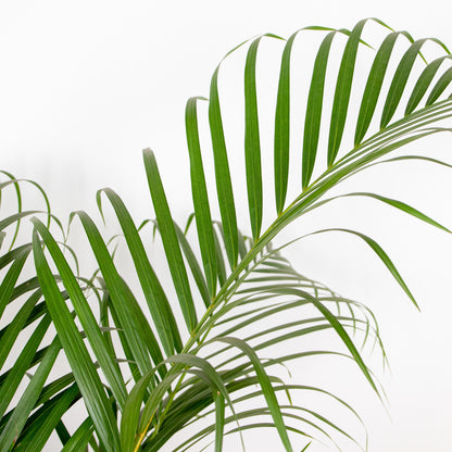  Dypsis Lutescens - Palmier Dorés - Plante D'intérieur - Entretien Facile – ⌀24 Cm - ↕140-150 Cm