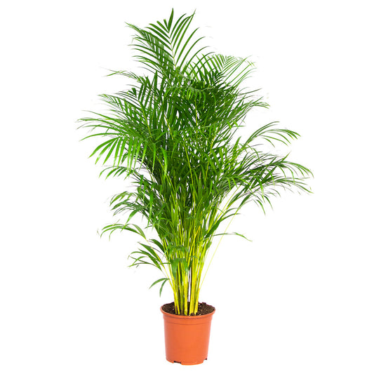  Dypsis Lutescens - Palmier Dorés - Plante D'intérieur - Entretien Facile – ⌀24 Cm - ↕140-150 Cm