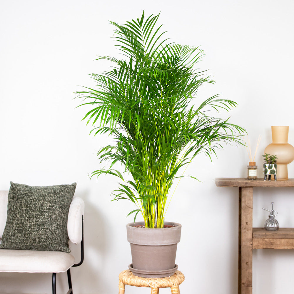  Dypsis Lutescens - Palmier Dorés - Plante D'intérieur - Entretien Facile – ⌀24 Cm - ↕140-150 Cm