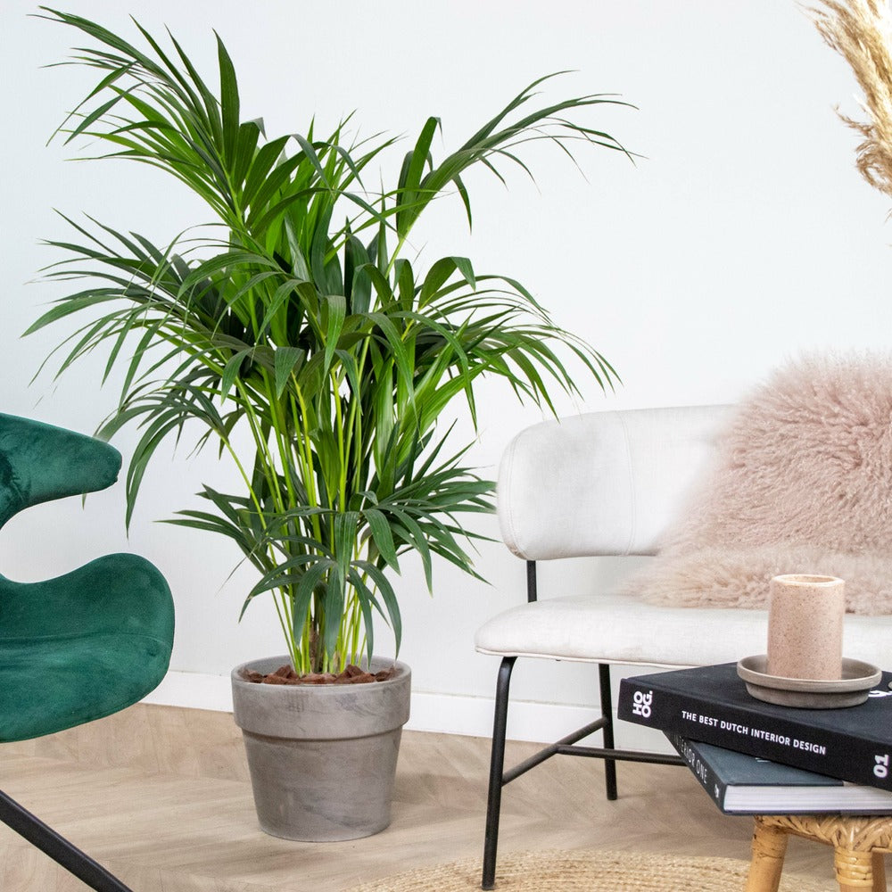  Howea Forsteriana - Palmier Kentia - Plante D'intérieur - Purificateur D'air – ⌀24 Cm - ↕120-130 Cm