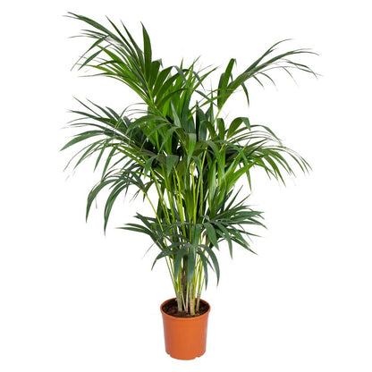  Howea Forsteriana - Palmier Kentia - Plante D'intérieur - Purificateur D'air – ⌀24 Cm - ↕120-130 Cm