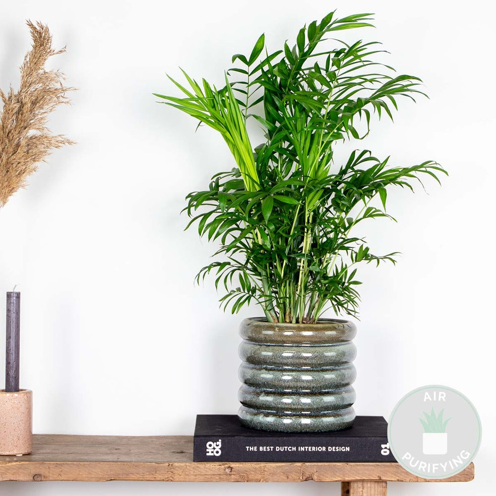  Chamaedorea Elegans - Palmier Nain Mexicain - Purificateur D'air – ⌀17 Cm - ↕50-60 Cm